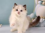 Venice - Ragdoll Kitten For Sale - Pembroke Pines, FL, US