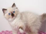 Yo yo - Ragdoll Kitten For Sale - Pembroke Pines, FL, US