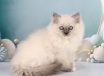 Yasha - Ragdoll Kitten For Sale - Pembroke Pines, FL, US