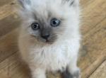 Siberian Neva Masquerade Kittens - Siberian Kitten For Sale - 