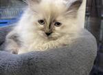 Siberian Kitten Tortie Point Neva Masquerade - Siberian Kitten For Sale - 