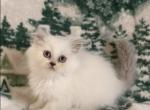 Vizzini the lilac point male Persian - Persian Kitten For Sale - 