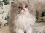 Indigo the lilac and white male - Persian Kitten For Sale - 