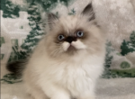 Westley the sealpoint Persian male - Persian Kitten For Sale - 