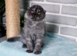 Carmen - Scottish Fold Kitten For Sale - Gurnee, IL, US