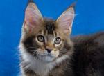 Bisquit - Maine Coon Kitten For Sale - Gurnee, IL, US