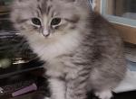 3 kittens 2 months old - Siberian Kitten For Sale - 