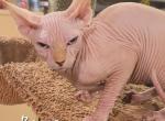 Bruno - Sphynx Kitten For Sale - Mundelein, IL, US