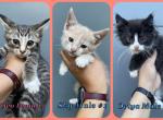 Kittens - American Shorthair Kitten For Sale - Leominster, MA, US