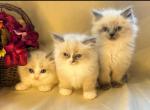 Ragdoll - Ragdoll Kitten For Sale - Barberton, OH, US