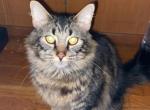 Yoda - Domestic Cat For Adoption - Parma, OH, US