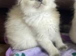 Blue Point Ragdoll Girl - Ragdoll Kitten For Sale - 