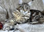 Clara - Maine Coon Kitten For Sale - Ocala, FL, US