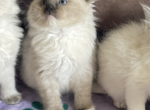 Seal Mitted Ragdoll Boy - Ragdoll Kitten For Sale - 