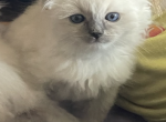 RESERVED Blue Mitted Ragdoll Boy - Ragdoll Kitten For Sale - 