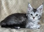 Tierra - Maine Coon Kitten For Sale - Ocala, FL, US