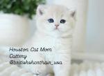 Polar Bear Pink - British Shorthair Kitten For Sale - 