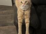 Levi - Domestic Cat For Adoption - Scottsboro, AL, US