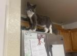 Luna - Domestic Cat For Adoption - Bay Point, CA, US