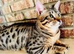 Maxamillian - Savannah Cat For Sale - Bluffton, IN, US