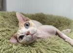 Tinker Bell - Devon Rex Kitten For Sale - Philadelphia, PA, US