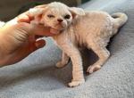 A - Devon Rex Kitten For Sale - Philadelphia, PA, US