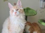 Peach - Maine Coon Kitten For Sale - 