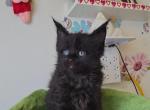 Onyx - Maine Coon Kitten For Sale - New York, NY, US