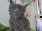 Lily - Maine Coon Kitten For Sale - New York, NY, US