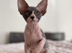 Black and white girl - Sphynx Kitten For Sale - 