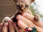 Digi - Devon Rex Kitten For Sale - Spokane, WA, US