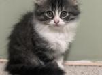 Angel munchkin Persian litter - Persian Kitten For Sale - Raleigh, NC, US