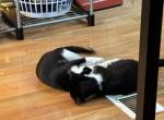 Prince and Mr Nunn - Domestic Kitten For Adoption - Claycomo, MO, US