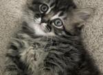 Tiny Tim munchkin - Munchkin Kitten For Sale - 