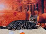 Stunning markings - Bengal Kitten For Sale - 