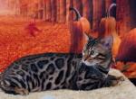 Stunning markings - Bengal Kitten For Sale - Mills River, NC, US