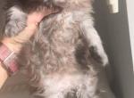 Scottish Straight Chocolate Litter - Scottish Straight Kitten For Sale - 