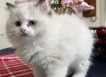 Big Bertha - Ragdoll Kitten For Sale - 