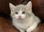 Bella - Domestic Kitten For Sale - Westfield, MA, US