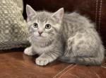 Nala - Domestic Kitten For Sale - Westfield, MA, US