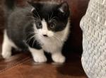 Lucy - Domestic Kitten For Sale - Westfield, MA, US