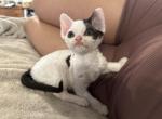 Happy - Devon Rex Kitten For Sale - Brooksville, FL, US