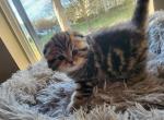 Thomas - Scottish Fold Kitten For Sale - Naperville, IL, US