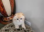 Oscar and Jusper - Scottish Fold Kitten For Sale - 