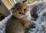 Winston - Scottish Straight Kitten For Sale - 