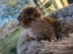 Dora - Scottish Straight Kitten For Sale - Naperville, IL, US