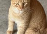 Orange and Tabby - Domestic Kitten For Adoption - Tifton, GA, US