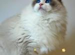 Lara - Ragdoll Cat For Sale/Service - 