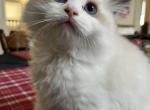 Little Tom - Ragdoll Kitten For Sale - 