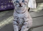 Mink Bengal Boys - Bengal Kitten For Sale - Norwalk, OH, US